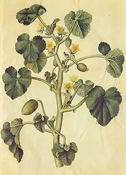 Ecballium elaterium.