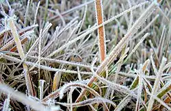 Geada na área rural da cidade
