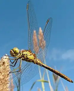 Inseto: Seis patas, corpo dividido em três partes(cabeça, tórax, abdômen),até dois pares de asas