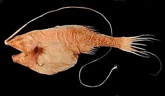 Gigantactis sp. (Gigantactinidae).