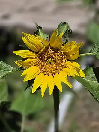 Girassol (Helianthus annuus), planta anual da família das Asteraceae, no Rio Grande do Sul