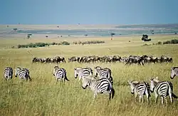 Reserva Nacional Masai Mara, no Quênia.