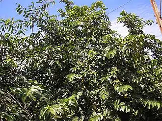Psidium guajava