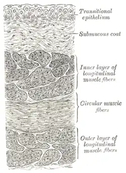 Secção da parede da bexiga