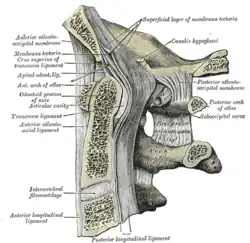 Secção sagital mediana através do osso occipital e das três primeiras vértebras cervicais.