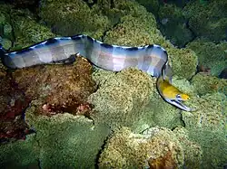 Gymnothorax rueppelliae