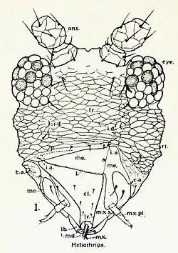 Cabeça de um Thysanoptera mostrando a disposição das antenas (ant), os olhos (eye) e o aparelho bucal do tipo picador-sugador assimétrico com apenas a mandíbula esquerda (me).