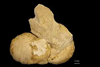 Fóssil de ouriço-do-mar Hemipneustes leymeriei, Muséum de Toulouse.