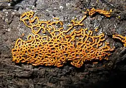 Hemitrichia serpula gênero espécie de Myxogastria