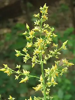 Flores da seringueira.