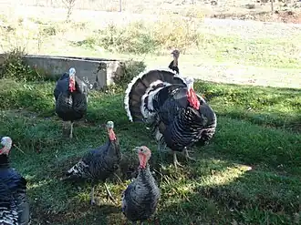 Criação de perus na Turquia