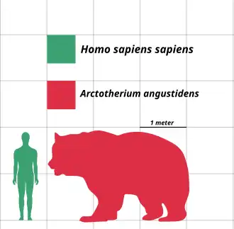 comparação de tamanho do arctotérium com um humano: o urso sobre as quatro patas tem a altura de um humano