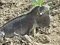 Iguana-verde adulta