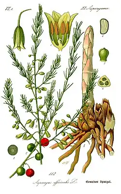 Asparagus officinalis.