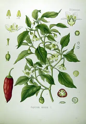 Folhas, flores e frutos do Jalapenho