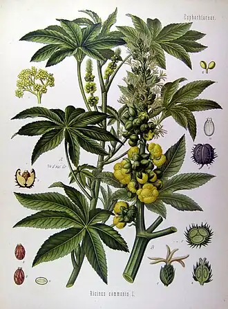 Planta de rícino (mamona).