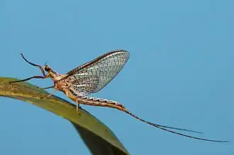 Imago (Adulto) do gênero Hexagenia, família Ephemeridae.