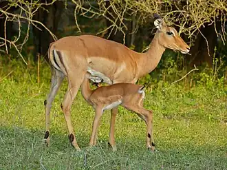 Impala fêmea amamentando filhote, no Parque Nacional Kruger, na África do Sul