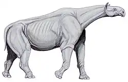 Indricotherium transouralicum  Um perissodáctilo
