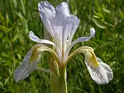 Flor de Iris missouriensis mostrando o estilete azul-claro acima da pétala descaída.