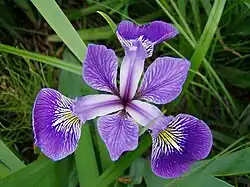 Flor de Iris versicolor mostrando três estruturas com dois labelos sobrepostos, um estilete petaloide ramificado (superior) e uma tépala (inferior), encerrando um estame.