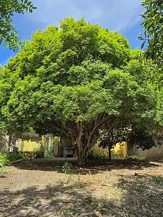 Jabuticabeira em Bagé, no Rio Grande do Sul