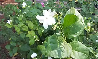 Jasmim em flor em Hyderabad (Índia)