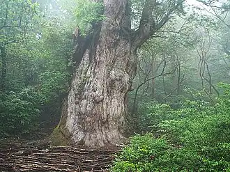 Jōmon Sugi (em japonês:  縄文杉), o maior espéciem de Cryptomeria conhecido (Yakushima, Japão).