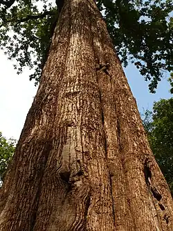 A árvore de teca (Tectona grandis) fornece uma madeira valiosa.