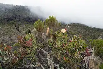 Em primeiro plano, um espécime em flor de Protea caffra subsp. kilimandscharica; logo atrás, uma urze-molar (Erica arborea).