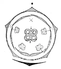 Diagrama floral de Lamium.