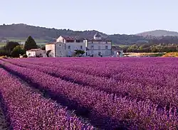 Vegetação mediterrânea (lavanda) em Provença.