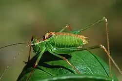 Leptophyes punctatissima, macho