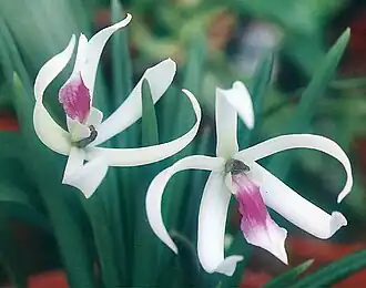 Leptotes bicolor, tribo Epidendreae