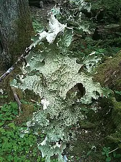 Lobaria oregana, comumente chamado de 'líquen de alface', na floresta tropical de Hoh, estado de Washington