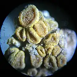 Visão microscópica do líquen crescendo em um pedaço de pó de concreto.