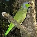 Papagaio-de-finsch (Amazona finschi)