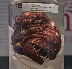 Linophryne lucifer (Linophrynidae).