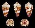 Cinco vistas da concha de Conus floridulus A. Adams & Reeve, 1848, encontrada do Golfo de Papua às Filipinas.