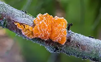 Tremella mesenterica, um Tremellomycetes