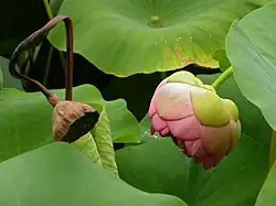 Sementes secas juntas a um botão florescendo