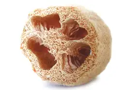 Luffa aegyptiaca, a esponja vegetal, corte transversal do fruto maduro (exocarpo e sementes removidos).