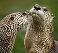 Lontra-canadense - Lontra canadensis