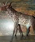 Sivatherium  um artiodáctilo  Altura: 2,2 m