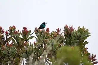 Beija-flor-malaquite macho.