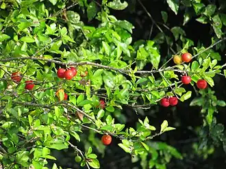 Ramo de Malpighia emarginata na Venezuela