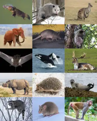 Diversidade dos mamíferos