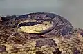 Bothrops lanceolatus