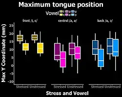 Maximum tongue positions when pronouncing stressed and unstressed Bulgarian vowels