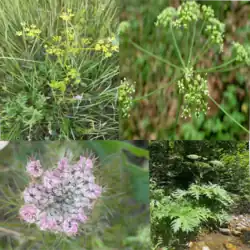 Membros da família Apiaceae com interesse económico: Daucus carota, Heracleum mantegazzianum, Pastinaca sativa, Laser trilobum.